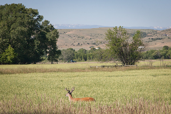 Montana-3061