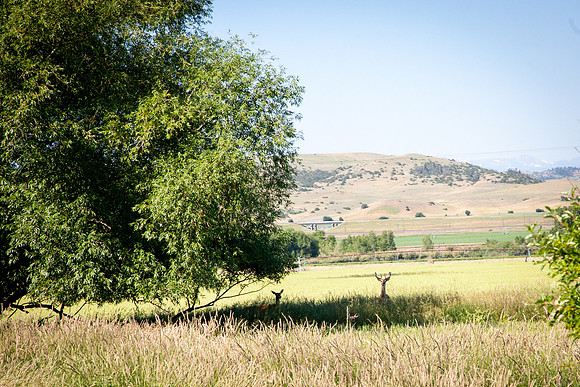 Montana-3068